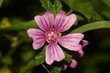 Wilde Malve - Malva sylvestris