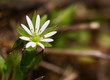 Gewöhnliche Vogelmiere (Stellaria media)