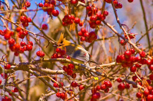 Photo: Yellow Bird Yellow Bird