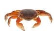 seafood animal red crab isolated seafood animal red crab isolated
