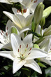 giglio bianco