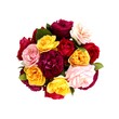 Garden roses