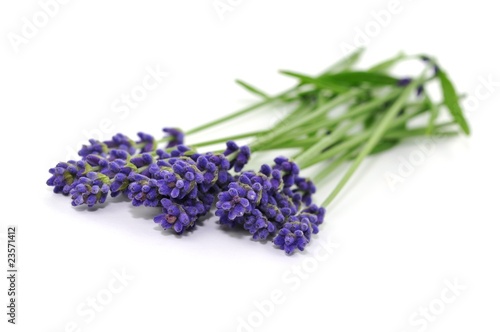 Foto: Lavendel Lavendel