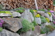 Steinmauer mit Blumen Steinmauer mit Blumen