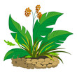 Bed with a plant with berries