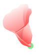 Red flower