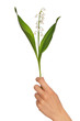 lily of the valley