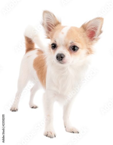 white with red chihuahua standing isolated on white