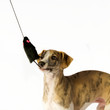 Welpe mit Spielzeugmaus Welpe mit Spielzeugmaus