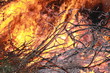 Feuer