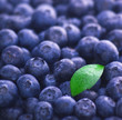 Heidelbeeren mit Wassertröpfchen (bildfüllend) Heidelbeeren mit Wassertröpfchen (bildfüllend)