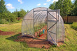 greenhouse