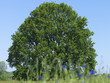 Baum, Eiche, Wiese