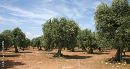 Photo: ulivi new ulivi new