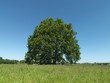 Baum, Eiche, Wiese