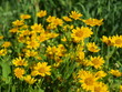 Arnica montana