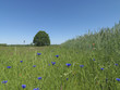 Baum, Eiche, Wiese, Kornfeld, Blumen