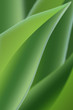 Gren leafs