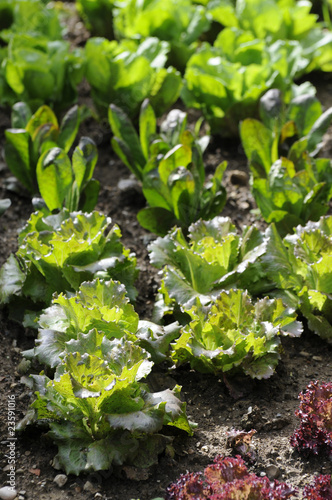 Photo: Radicchio Radicchio