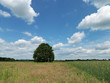 Baum, Eiche, Wiese