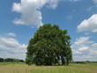 Baum, Eiche, Wiese
