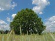 Baum, Eiche, Wiese