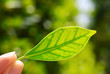 fresh green leaf in hand