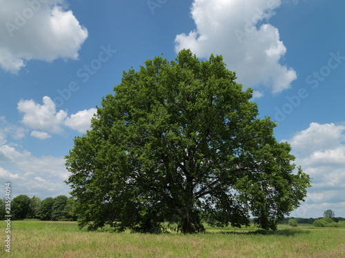 Foto: Baum, Eiche Baum, Eiche