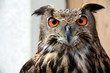 Grand Duc