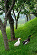 canards au pré