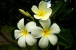 Flowers white. Flowers white.