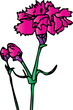 carnation