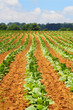 Farm Crops
