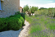 jardin lavandes