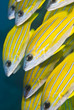 Close up of yellow tropical fish.