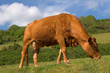 Dairy cow on a hillside farm