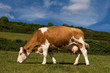 Dairy cow on a hillside farm