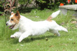 course endiablé du jack russell terrier sportif