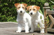deux jack russell terrier timides et charmants