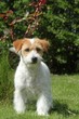 jack russell terrier debout de face