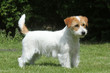 jack russell terrier de profil