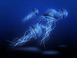 group of jellyfish