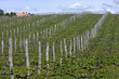 Vineyards