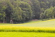 Waldrand