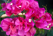 bouganville rosa