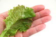 Blattsalat auf der Hand.
