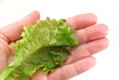 Blattsalat auf der Hand.