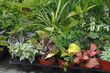 plantes d'appartement