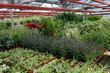 plantes d'appartement