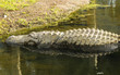 Alligator resting
